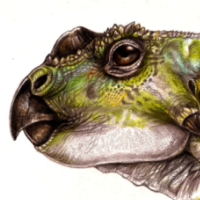 Ajkaceratops