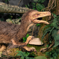 Pneumatoraptor